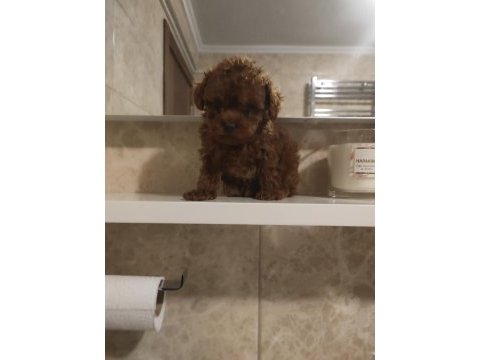 Kore poodle teacup baby face poodle yavrular