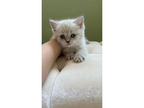British shorthair silver cinsi dişi