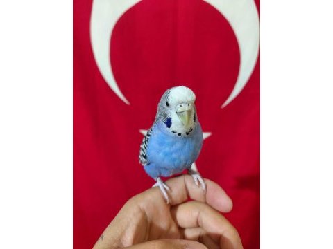 Konuşan dişi muhabbet kuşu ele kola alışkın sağlıklı