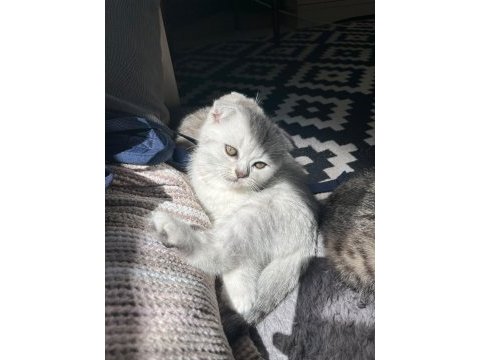 Scottish fold yavru