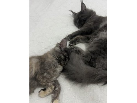 Maine coon dişi tortie pet şecereli