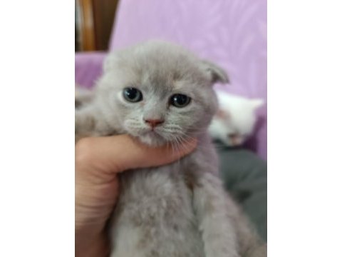 Seceresi temiz ve kaliteli scottish fold yavrular
