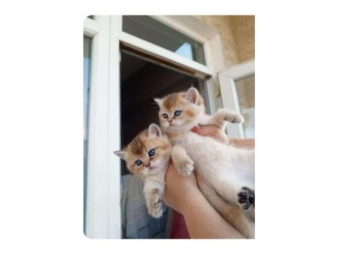 2 aylık golden ny11 british shorthair yavruları