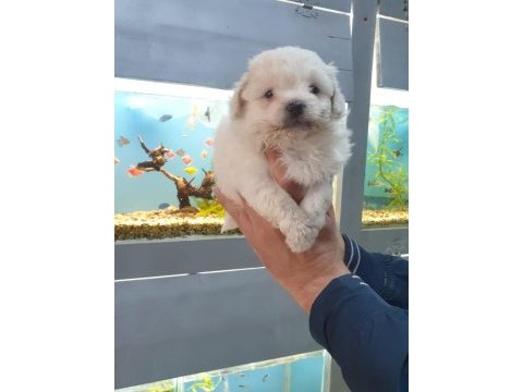 Maltipoo yavrularımız ırk ve sağlık garantilidir