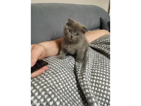 1 buçuk aylık safkan scottish fold yavru