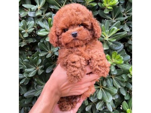 Irk garantili toy poodle yavruları