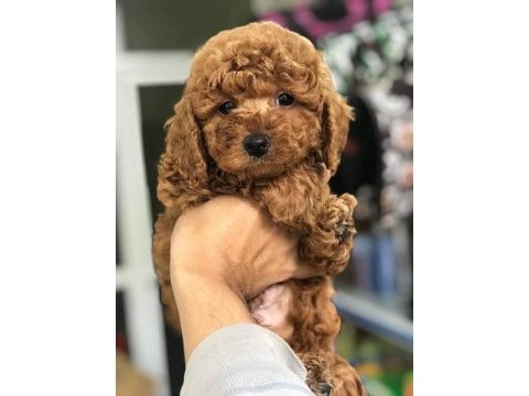Dünya tatlısı poodle yavruları