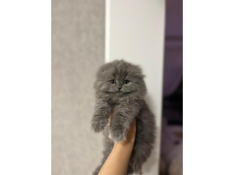 Scottish fold longhair yavrularımız 