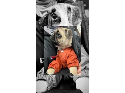 3 aylık pug dişi