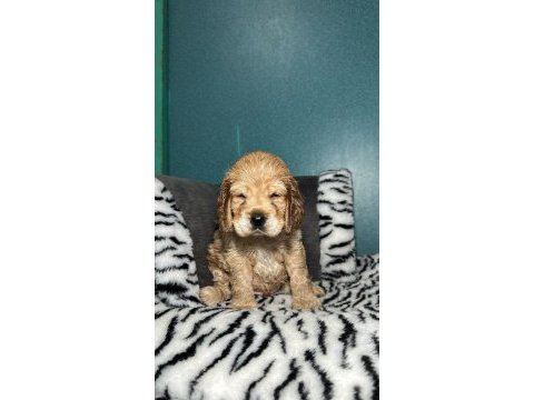 Amerikan spaniel cocker üst kalite yavrular