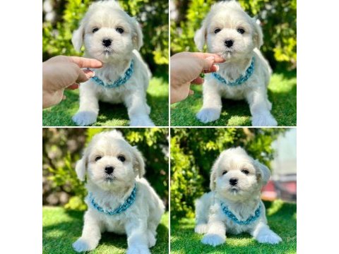 Irk ve sağlık garantili maltese terrier bebekler