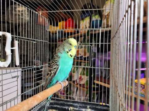 Muhabbet kuşu show jumbolar karşınızda