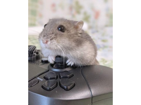 Hamster-gonzales yavrularımız heryere gönderim