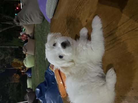 Yavru malta terrier