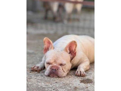 French bulldog anneler