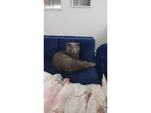 Yetişkin erkek kedimiz çocuk olacağından dolayı