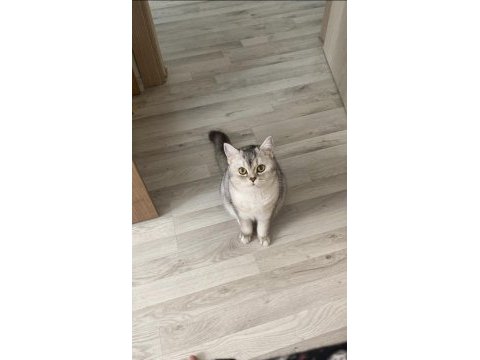 British shorthair kızımıza eş arıyoruz