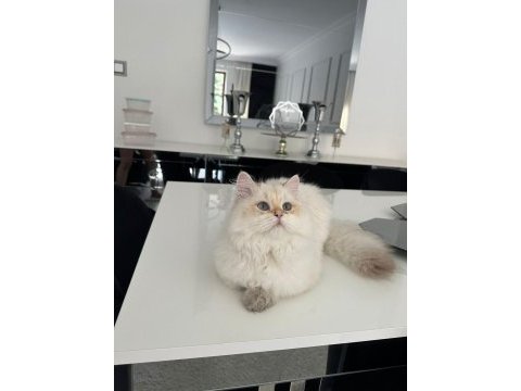 British longhair kedimiz