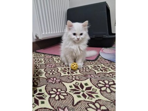 British longhair kedisi