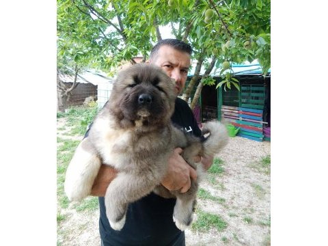 Kafkas çoban köpeği yavruları