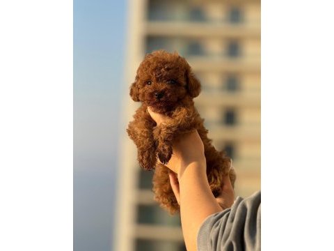 Kore kan toy poodle bebeklerimiz mevcut