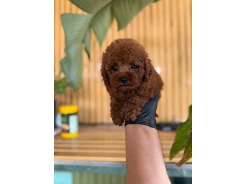 Toy poodle bebekler-referans yavru