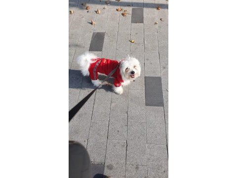 7 aylık maltese terrier