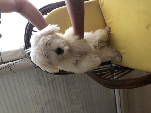 Sahibinden aşılı orjinal maltese terrier yavrusu