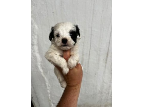 Morkie son 2 yavrularımız