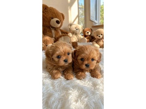 Wc eğitimli aşılı karneli maltipoo yavrularımız