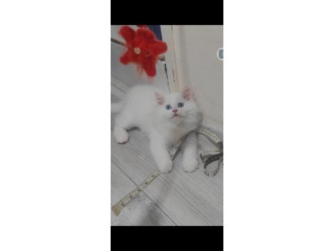 British longhair kedisi