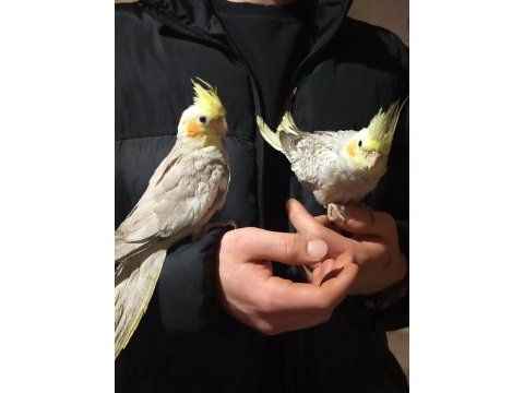 Çift sultan papağanları