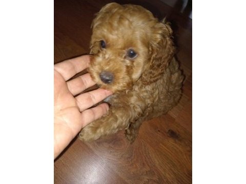 40 günlük toy poodle erkek yavrularım