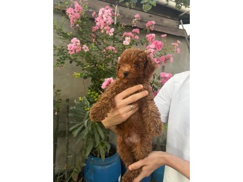 Bakımlı toy poodle