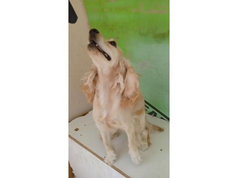 Amerikan cocker köpeğimize eş arıyoruz
