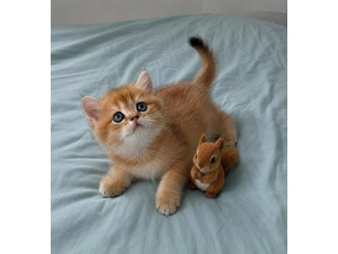 En güzel  ny12 golden british shorthair yavrular