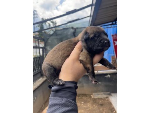 Safkan ırk garantili malinois köpekler