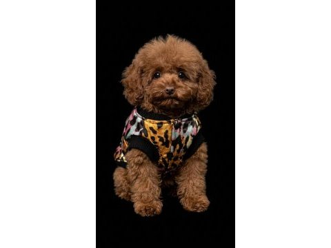 Kıvırcık tokyo poodle