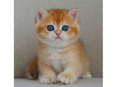 Şaheser gibi golden ny12 british shorthair 