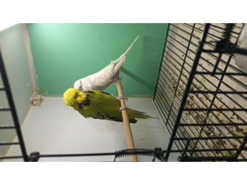 Show jumbo muhabbet kuşları