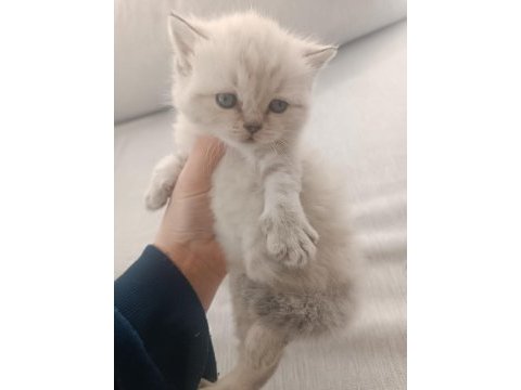British longhair ve shorthair bluepoint