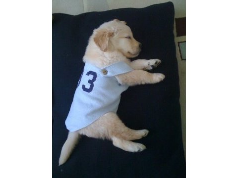 Golden retriever adrese teslim hizmetimiz vardır