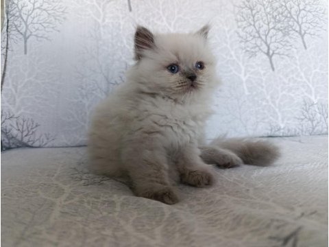 Irk garantili british longhair bebeklerim