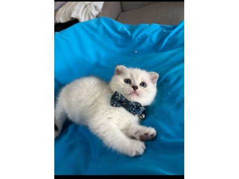 Scottish fold erkek yavrumuza yuva uyguna