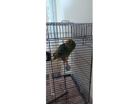 Sarı alınlı amazon papağanı (amazona ochrocephala)