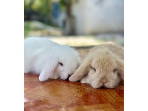 Hollanda teddy lop beyaz mavi göz tavşan