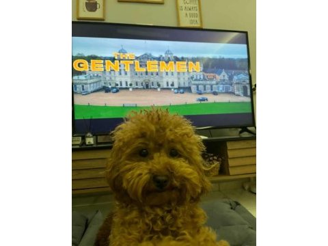 Kore yavrusu a kalite toy poodle red brown dişi erkek