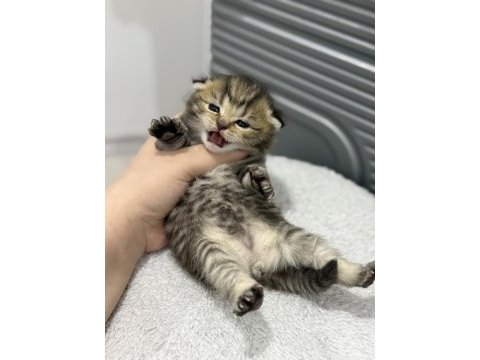 Tabby cinsi scottish fold kızımız yuvasını arıyor