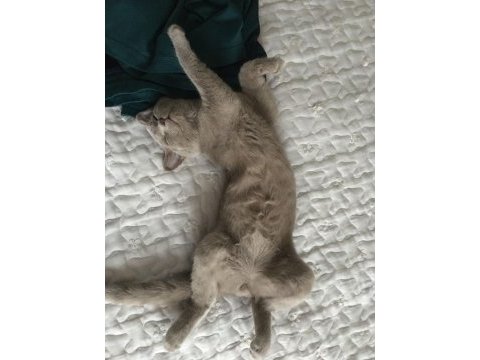 Ücretsiz aile evi kedisi (oyuncu)