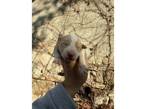 Renk renk border collie yavrular